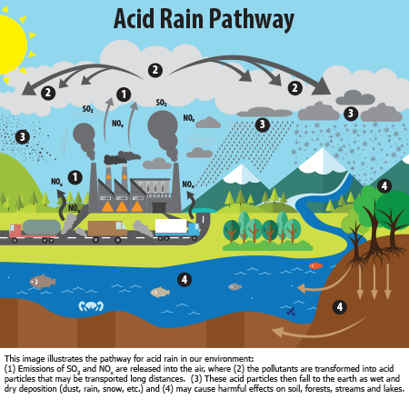 Uploaded Image: /vs-uploads/images/Acid Rain Pathway.jpg